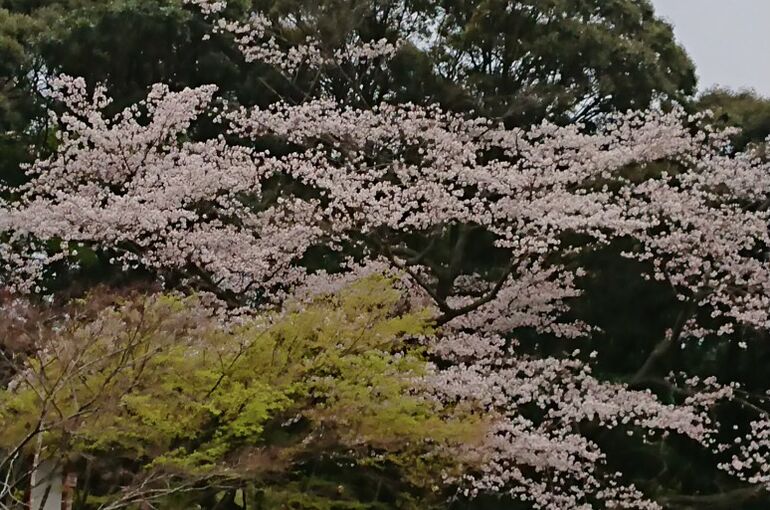 DSC_0101sakura